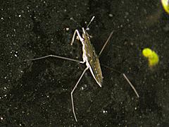 Water Strider